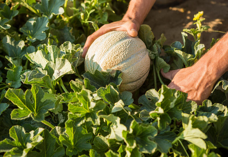 HautPoitou Le Rouge arrête le melon Réussir fruits & légumes — free download